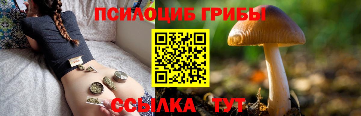 Псилоцибиновые грибы Cubensis Рославль